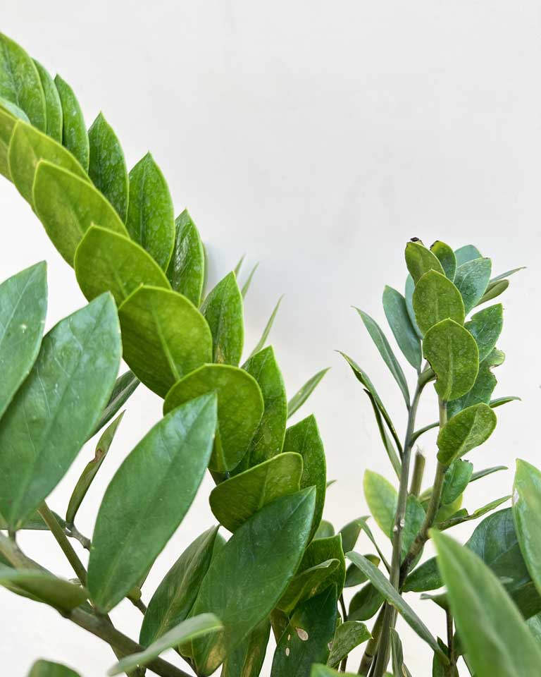 Zz Plant Large