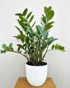 Zz Plant Large