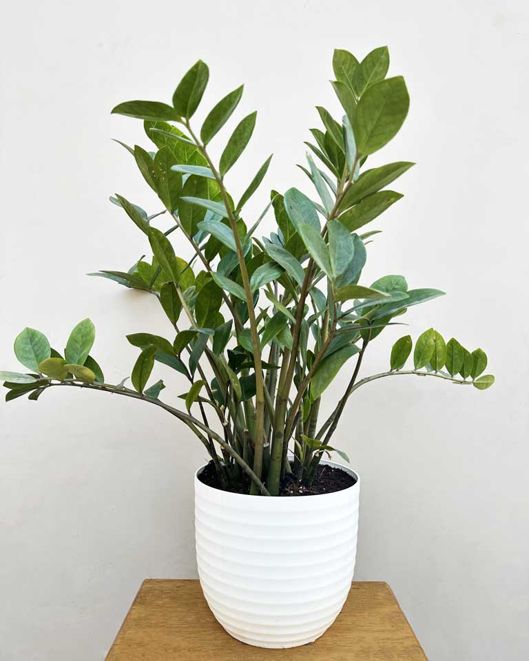 Zz Plant Large