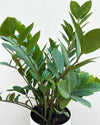 Zz Plant Large
