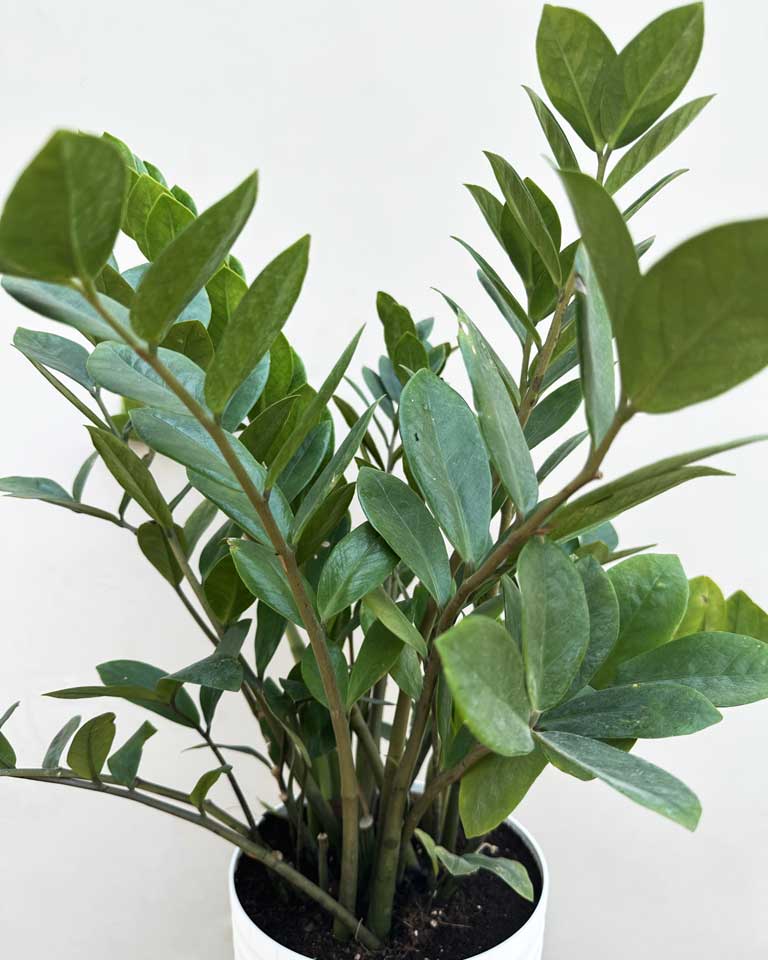 Zz Plant Large
