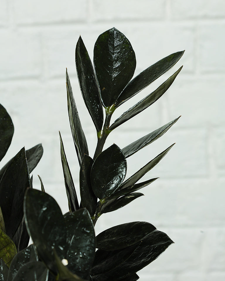 Raven Black ZZ Plant