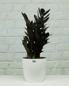 Raven Black ZZ Plant