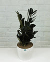 Raven Black ZZ Plant