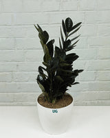 Raven Black ZZ Plant