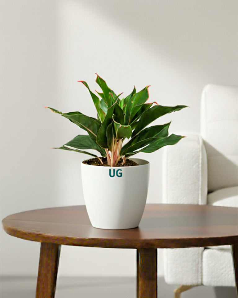 Aglaonema Shapphire plant in White pot