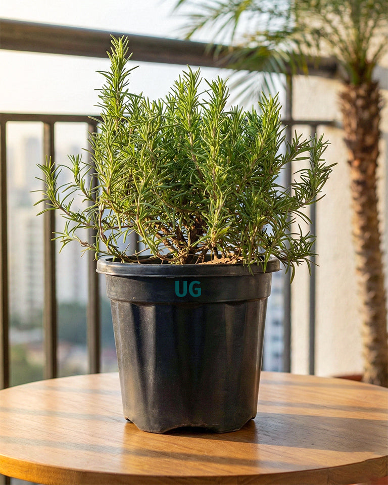 Rosemary Plant