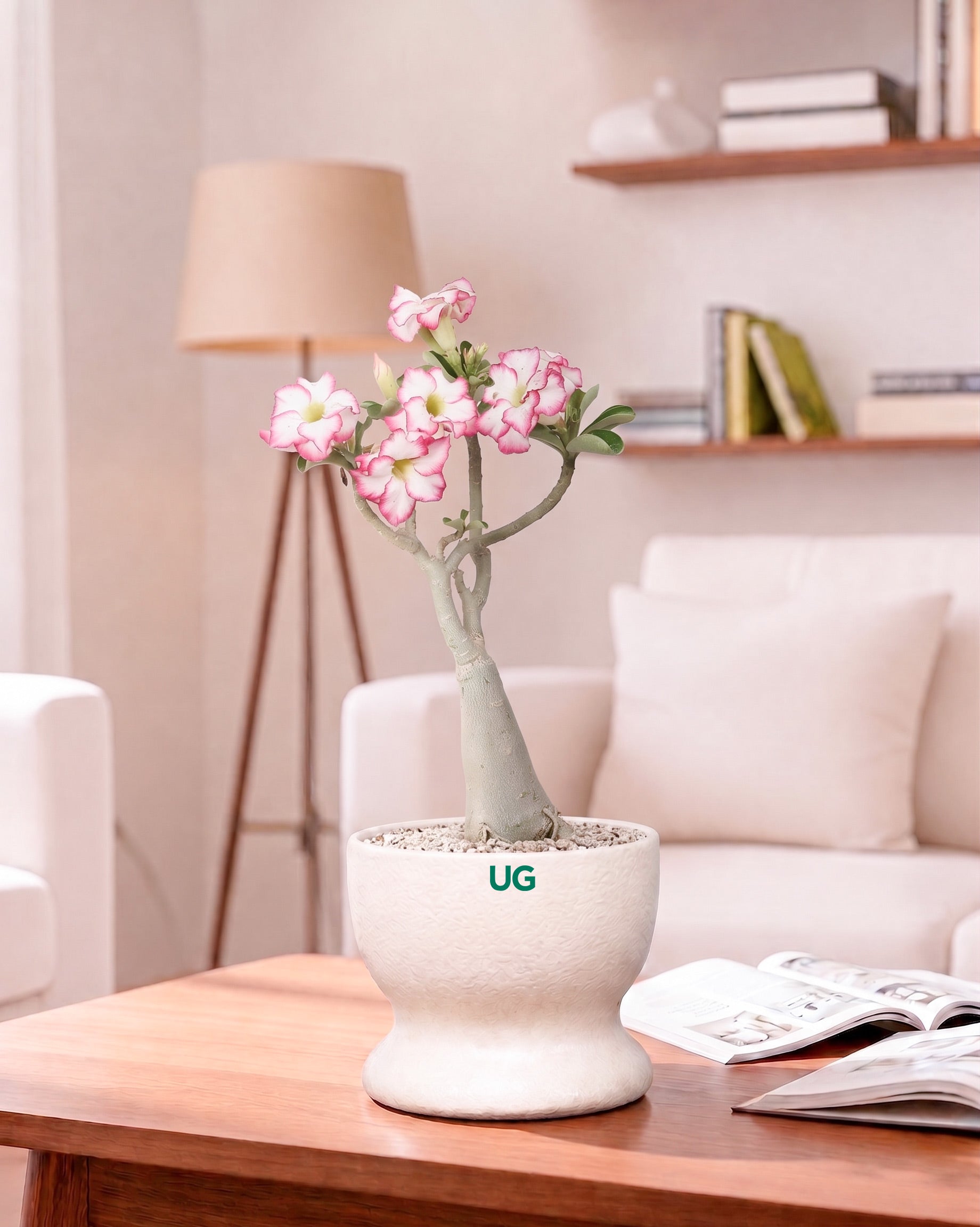 Adenium Plant (Table Top Size) – unlimitedgreens
