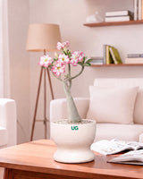 Adenium Plant (Table Top Size)