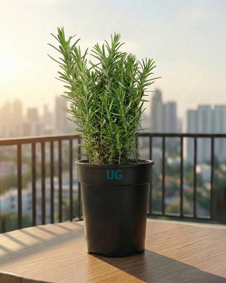 Rosemary Plant
