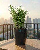 Rosemary Plant