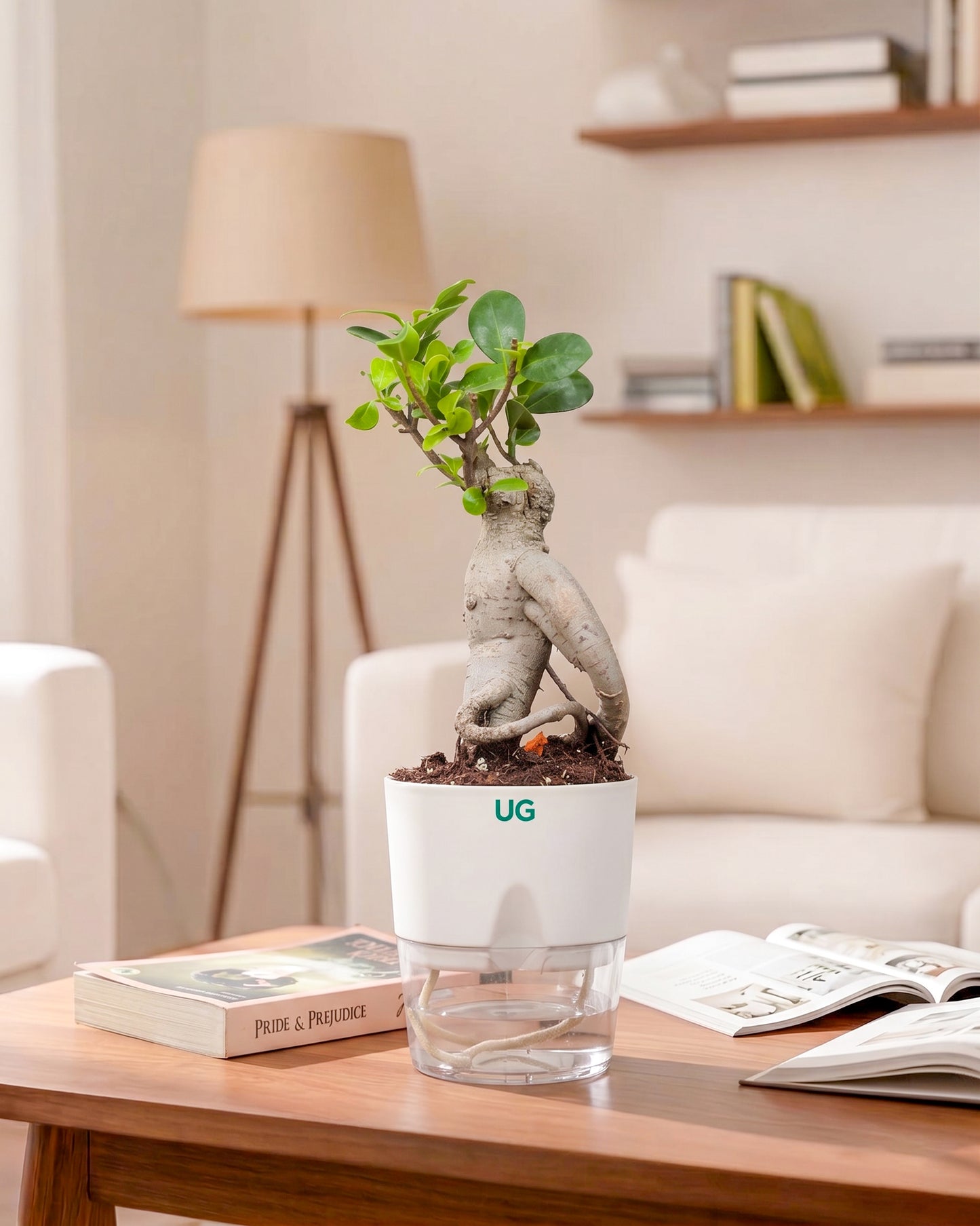 Ficus bonsai In Self-Watering (Small)