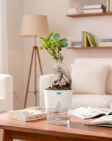 Ficus bonsai In Self-Watering (Small)
