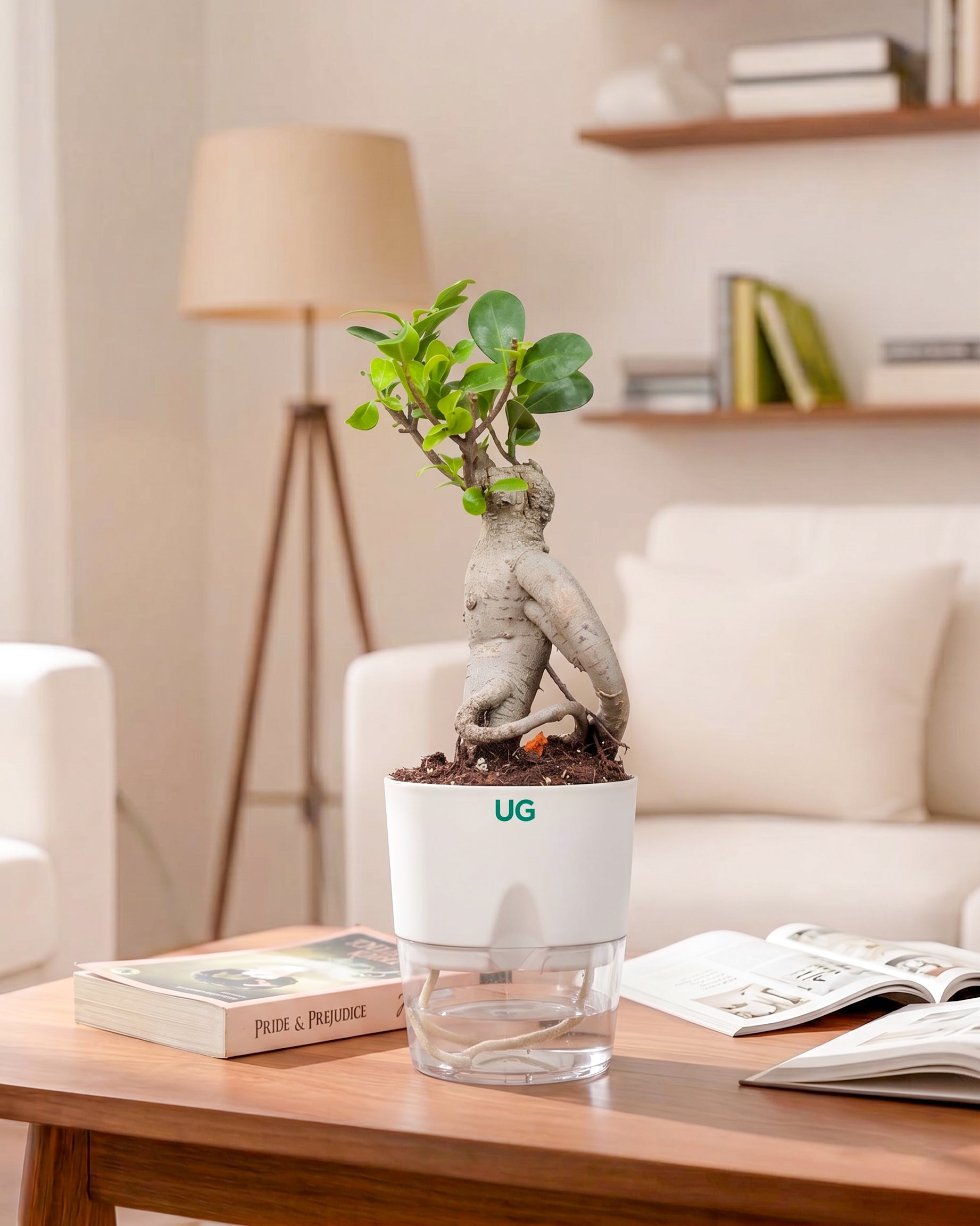 Ficus bonsai In Self-Watering (Small)