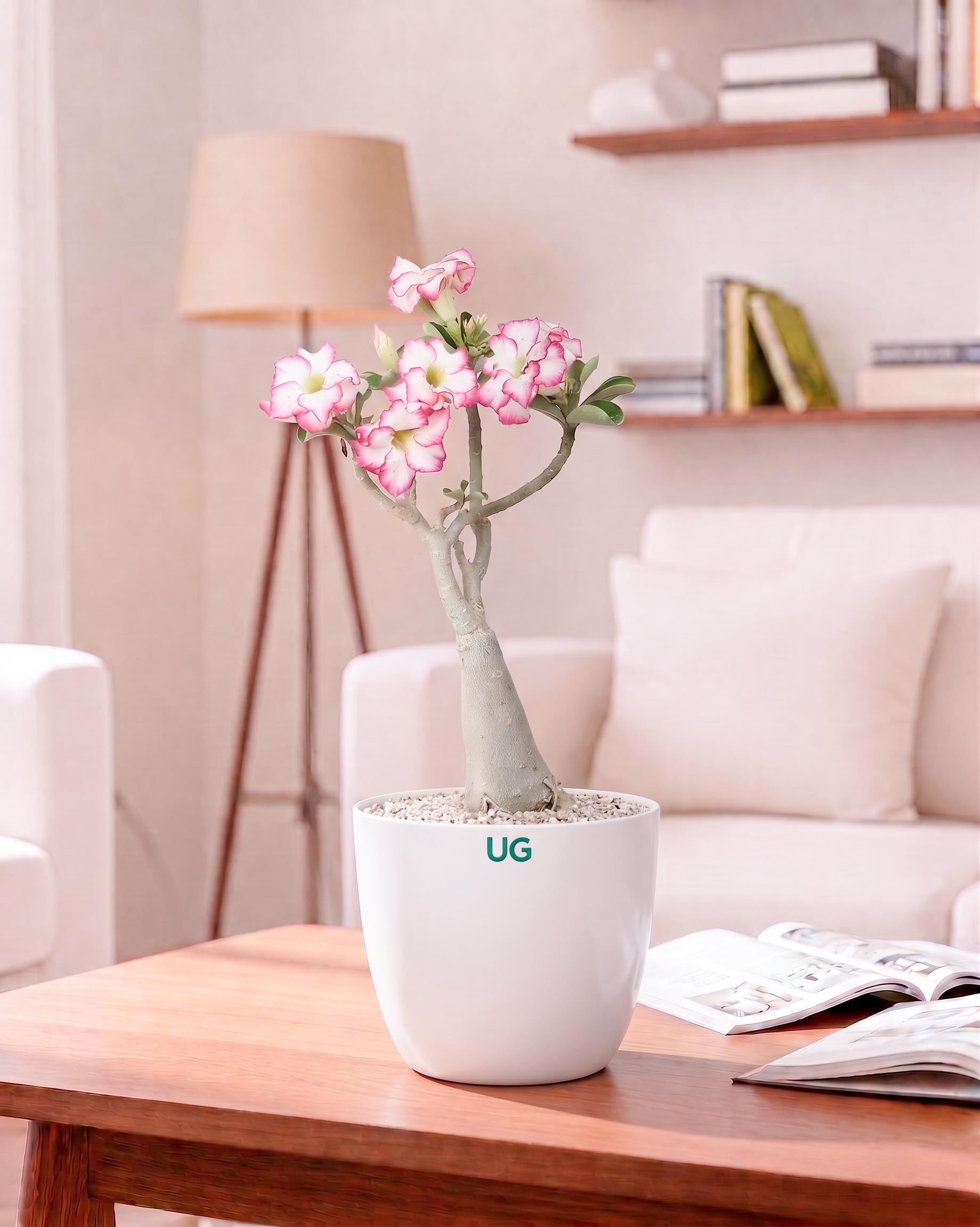 Adenium Plant (Table Top Size)
