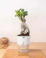 Ficus bonsai In Self-Watering (Small)