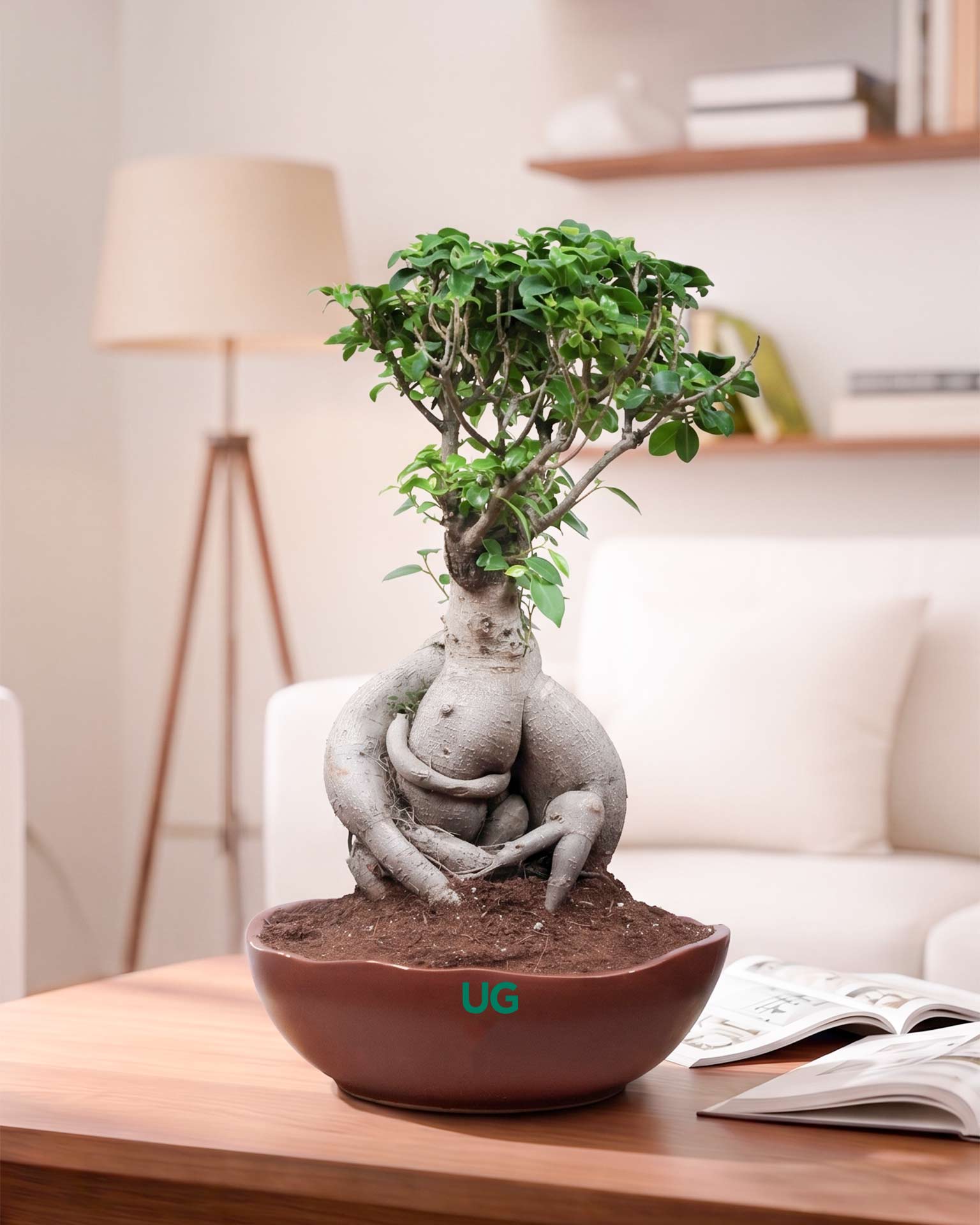 Ficus Bonsai in ceramic tray (Large)
