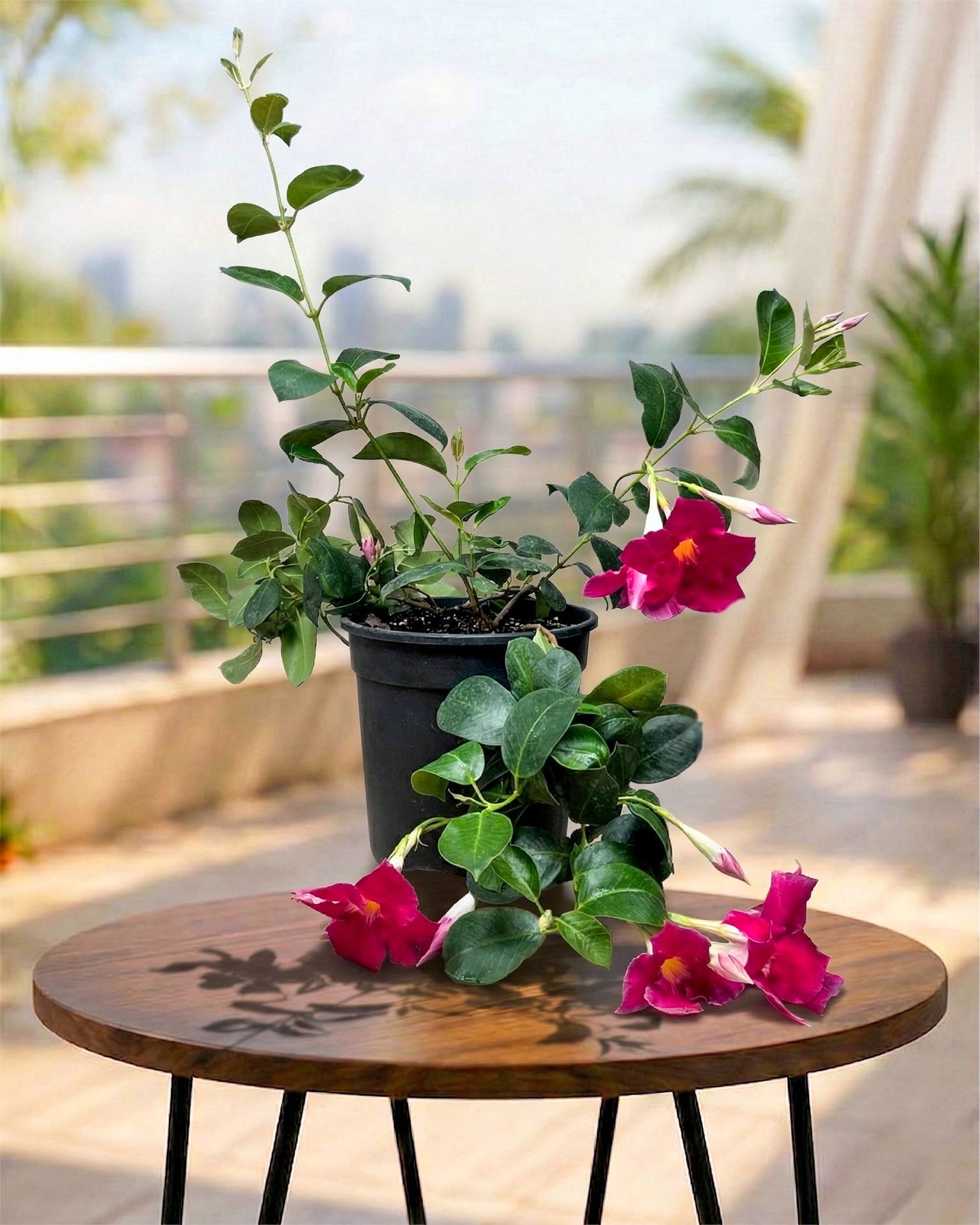 Mandevilla Plant