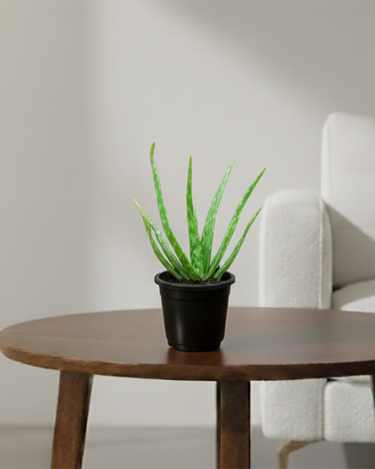 Aloe Vera