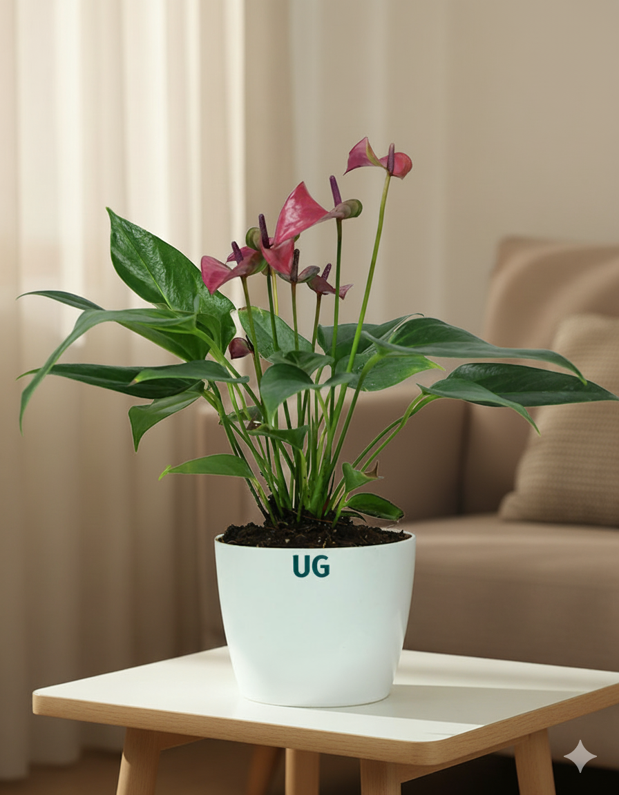 indoor plant online