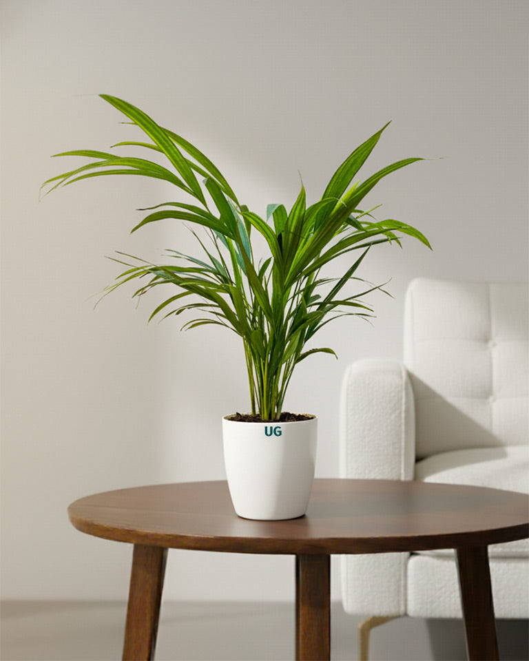 Areca Palm Plant
