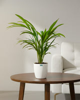 areca palm online delhi Areca Palm Plant – unlimitedgreens