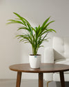 Areca Palm Plant
