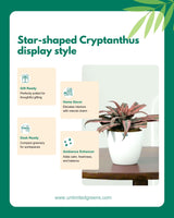 Cryptanthus Pink (Earthstar Plant)
