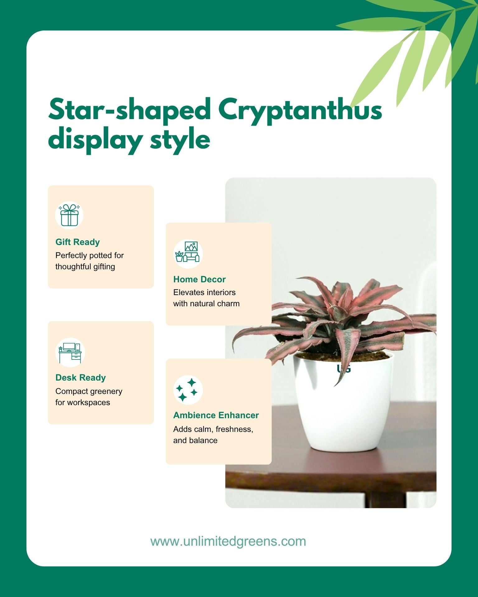 Cryptanthus Pink (Earthstar Plant)