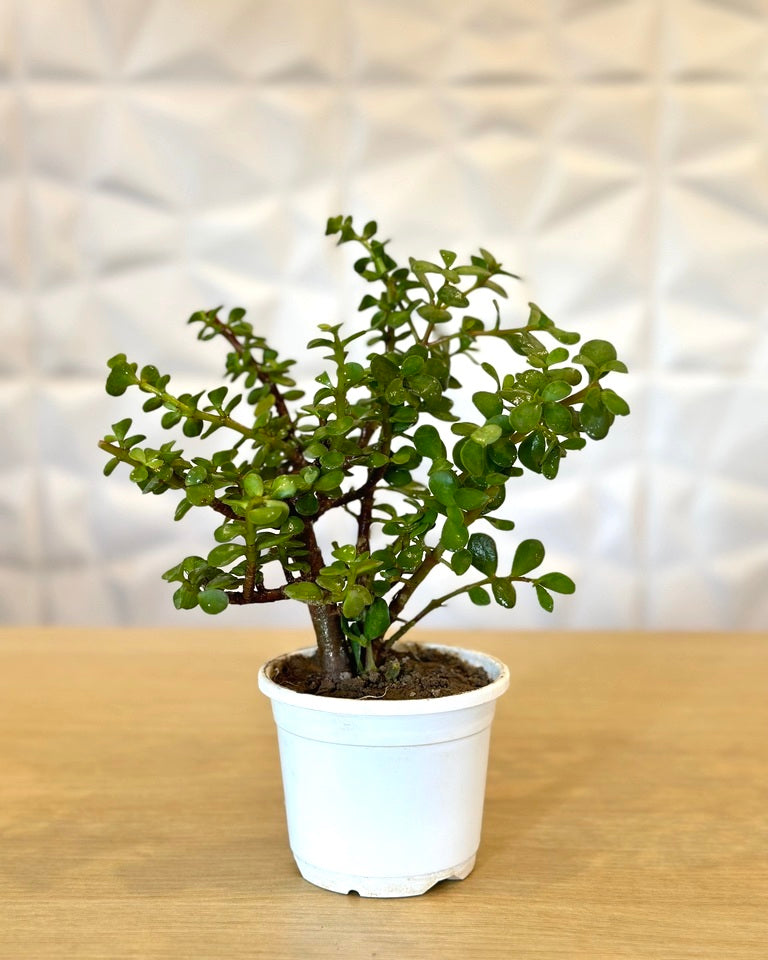 Buy Jade Plant Unlimited Greens