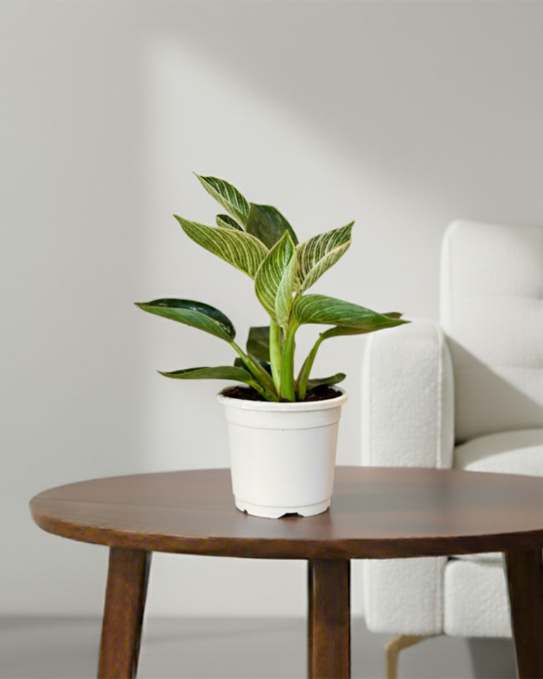 Philodendron Birkin Plant