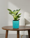 Philodendron Birkin Plant