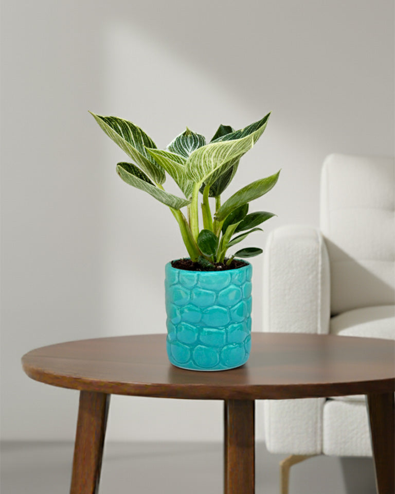 Philodendron Birkin Plant