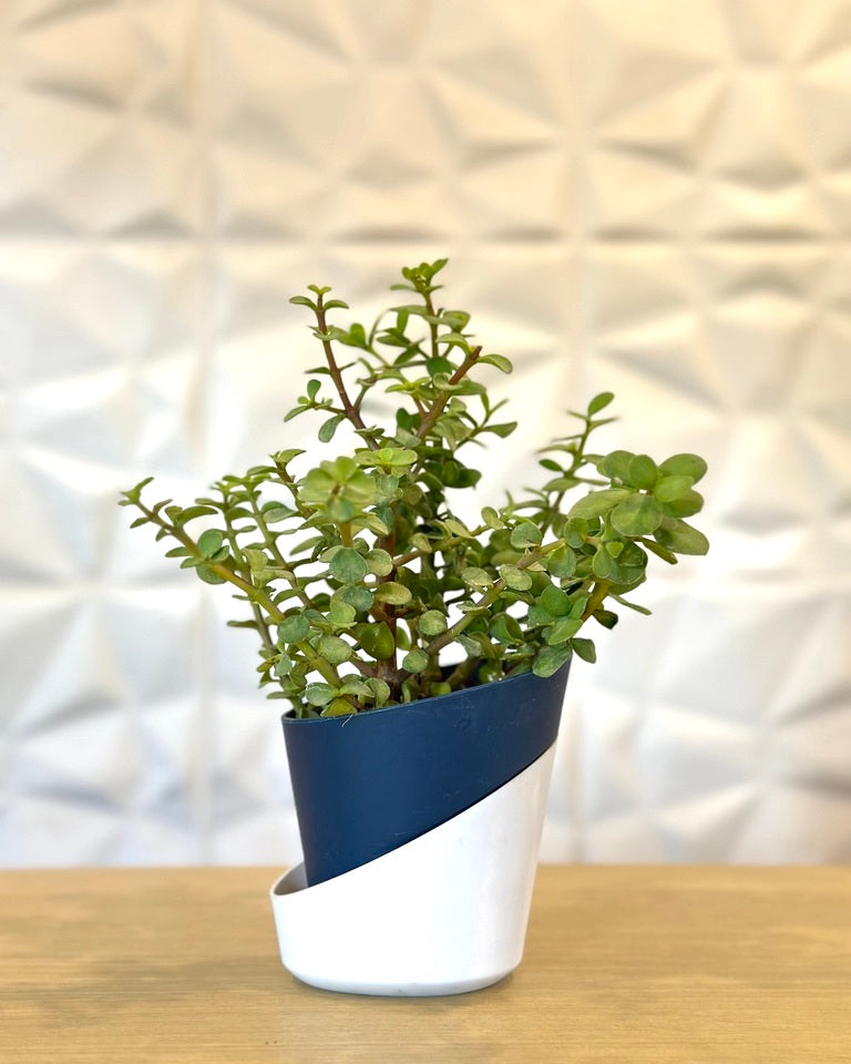 Jade Plant, Elephant Bush