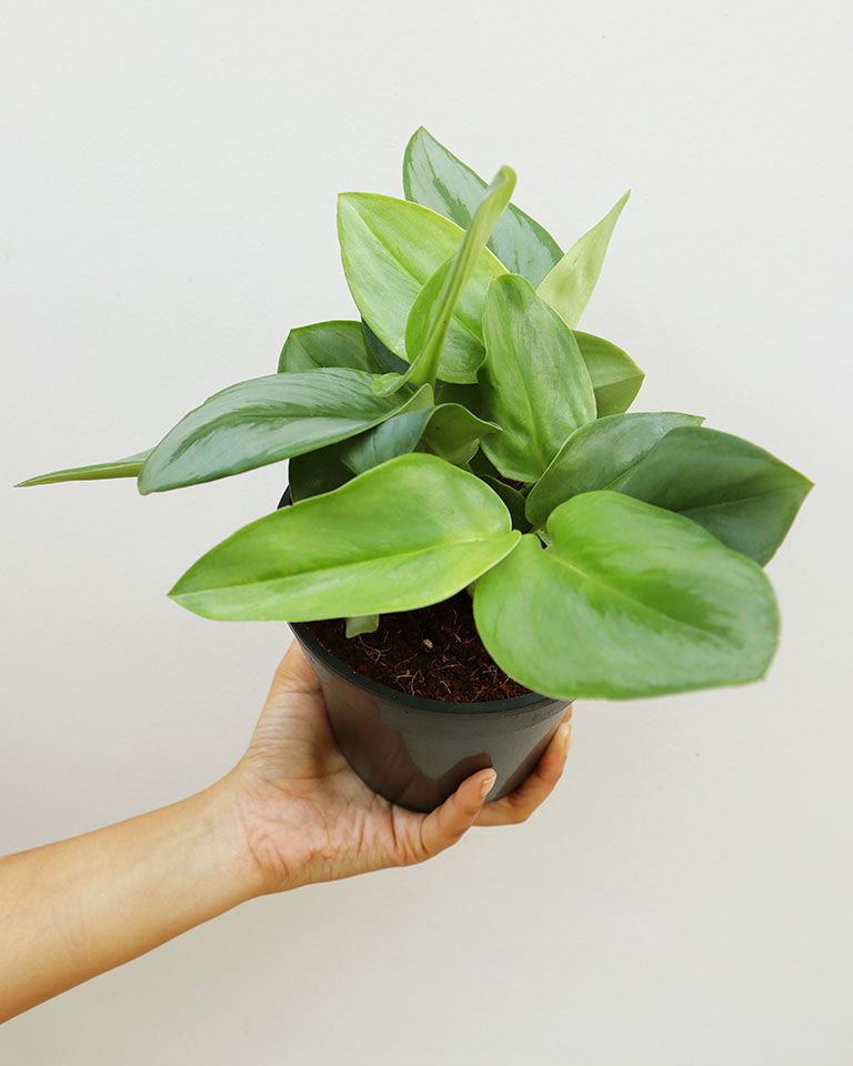 Scindapsus Treubii Moonlight Plant {Silver Pothos}