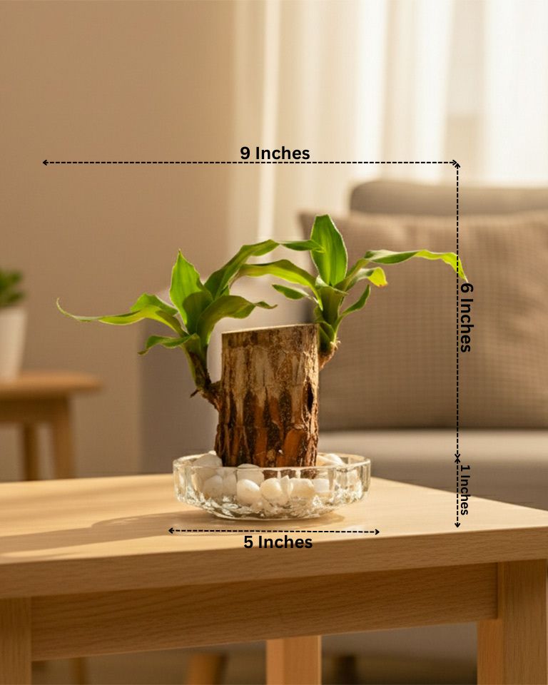 Brazilwood Plant – Dracaena Fragrans