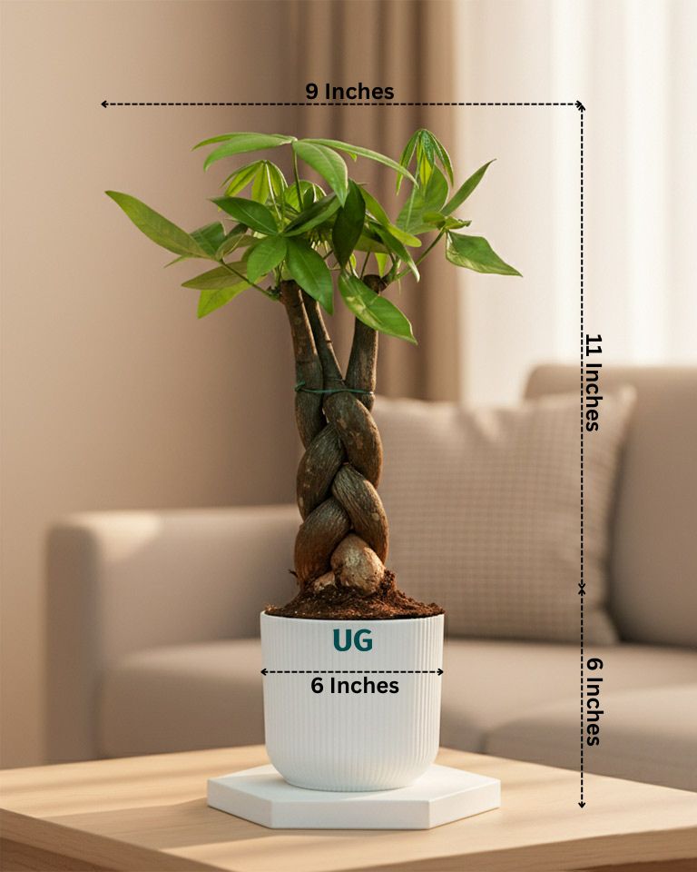 Braided Pachira Money Tree