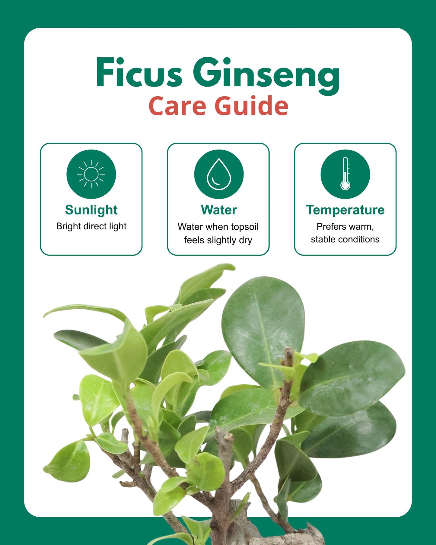 Ficus bonsai In Self-Watering (Small)