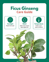 Ficus bonsai In Self-Watering (Small)