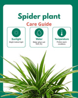 Spider Plant