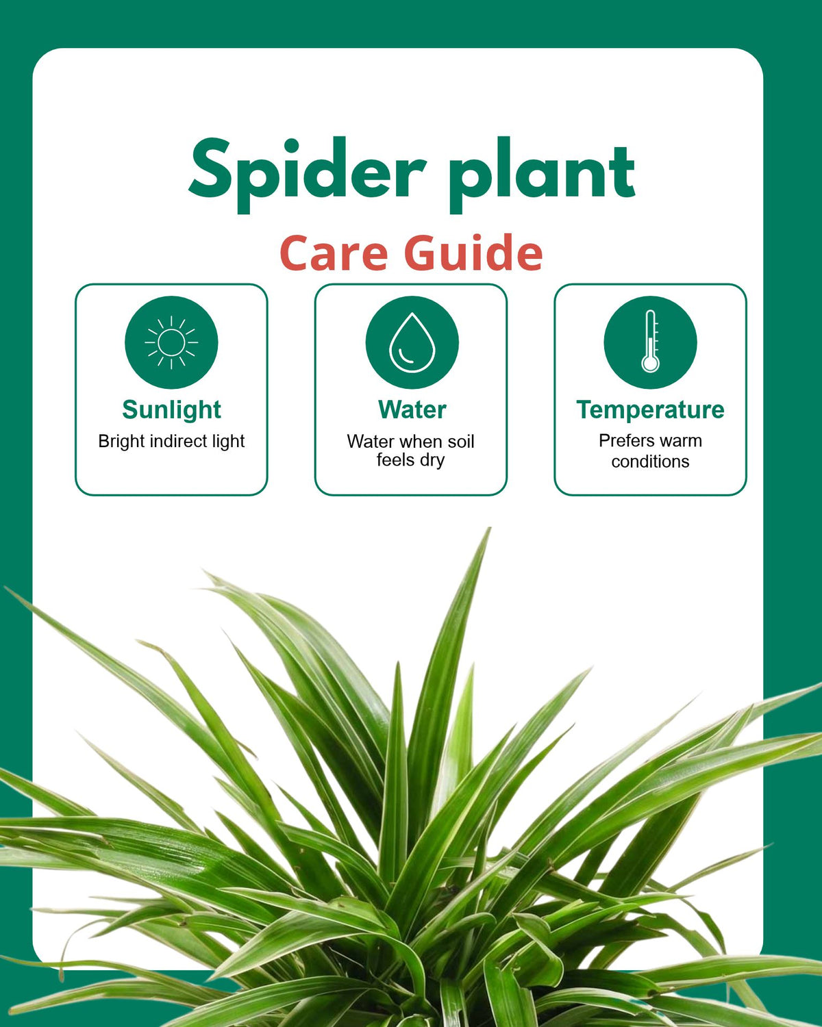Spider Plant