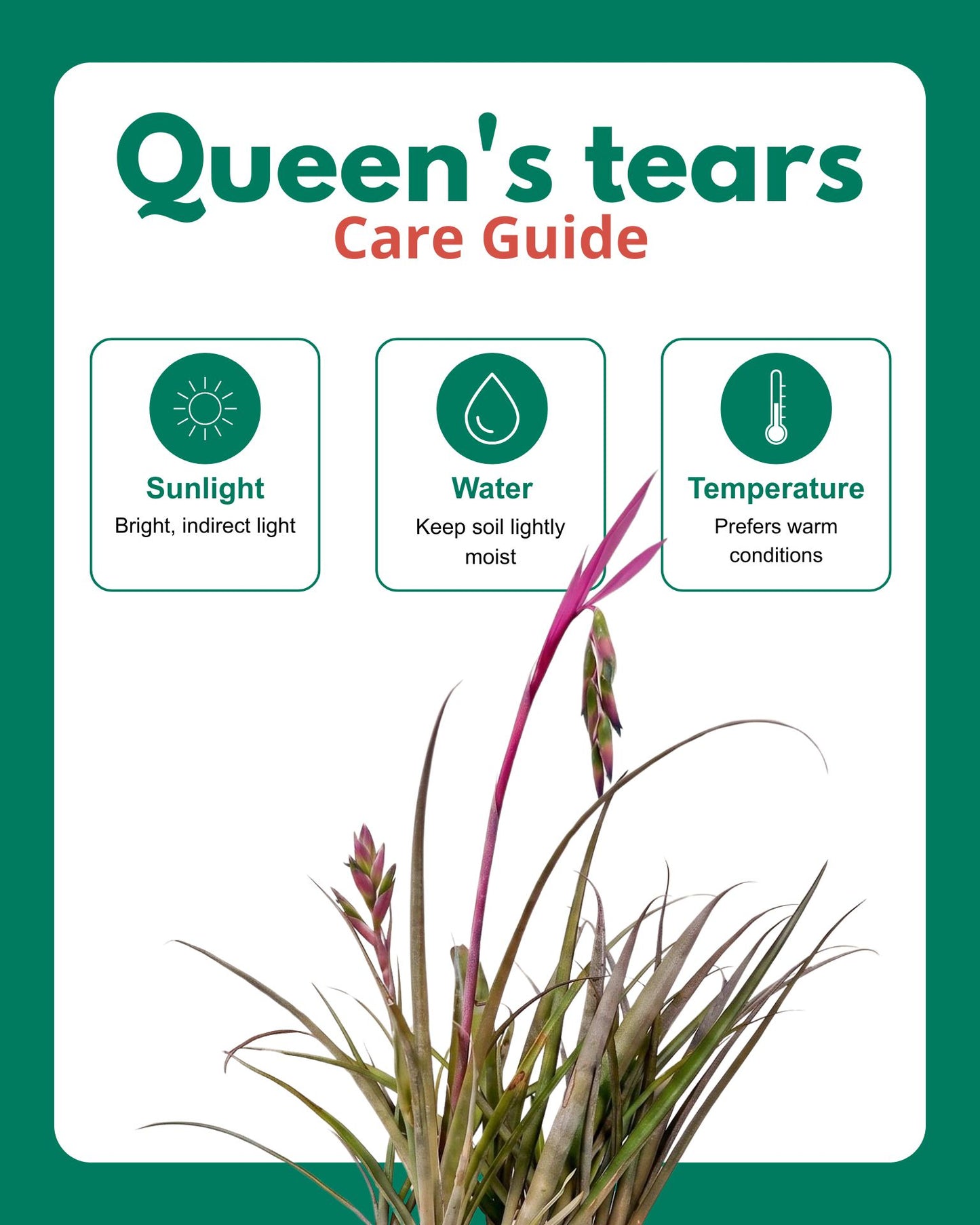Queen’s Tear Plant in Eco Pot
