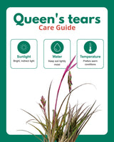 Queen’s Tear Plant in Eco Pot