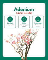 Large Adenium Plant