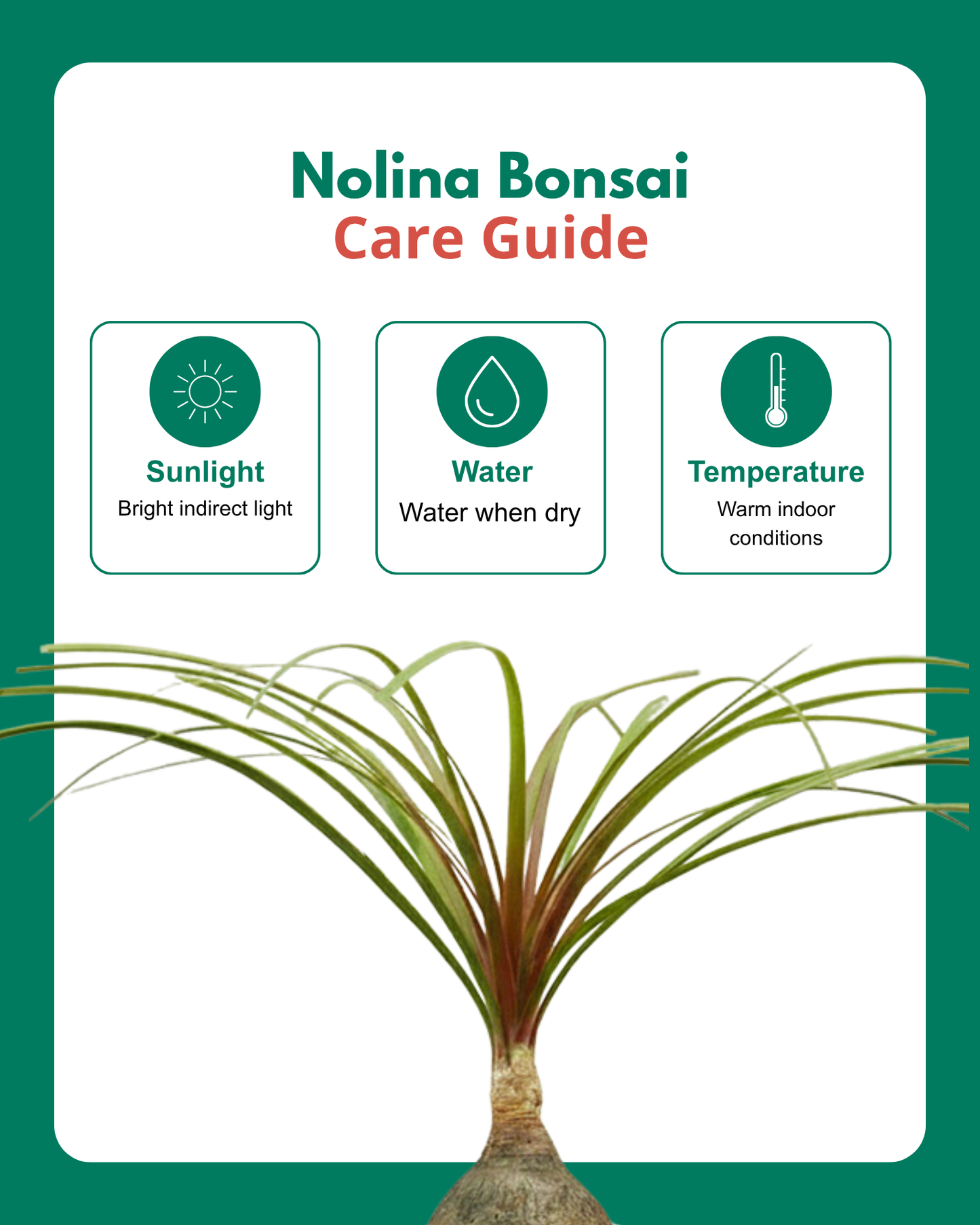 Nolina Bonsai Plant in Ceramic Marble Pot (Beaucarnea recurvata – Ponytail Palm)