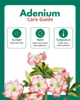 Adenium Plant (Table Top) in Ceramic Pot with Mother’s Day Greeting Card