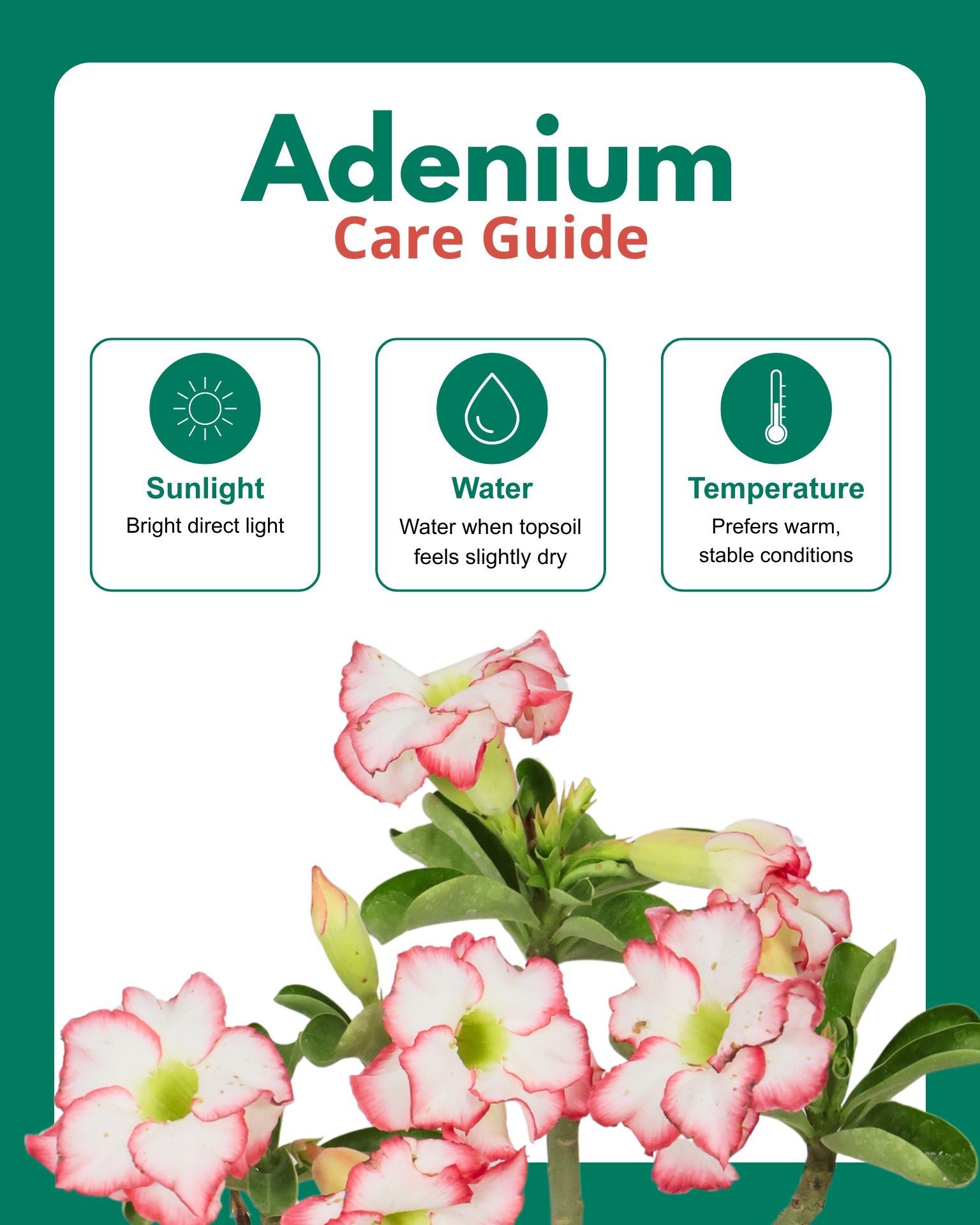 Adenium Plant (Table Top) in Ceramic Pot with Mother’s Day Greeting Card