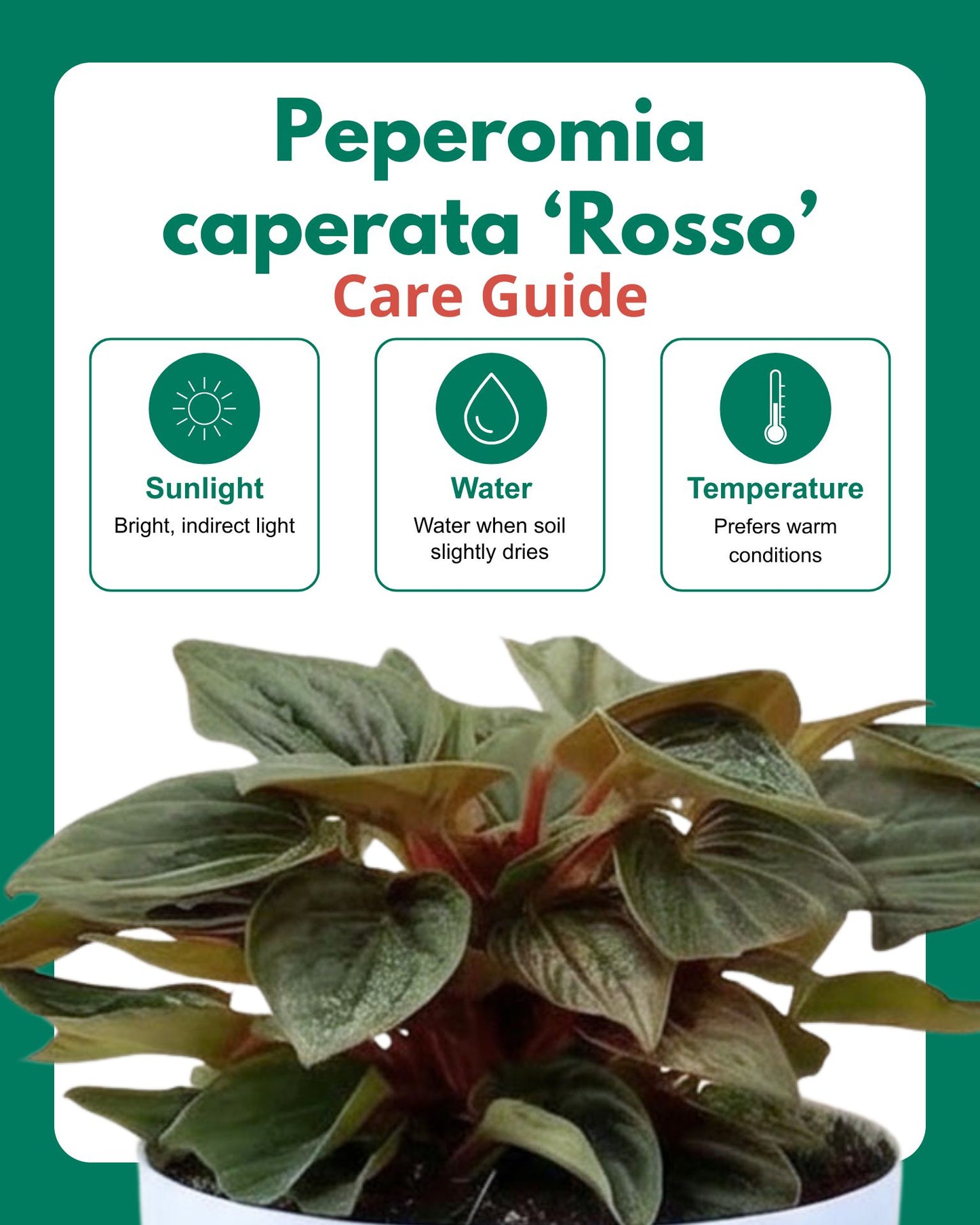 Peperomia caperata 'Rosso' | Rosso Tanaman Radiator Plant