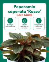 Peperomia caperata 'Rosso' | Rosso Tanaman Radiator Plant