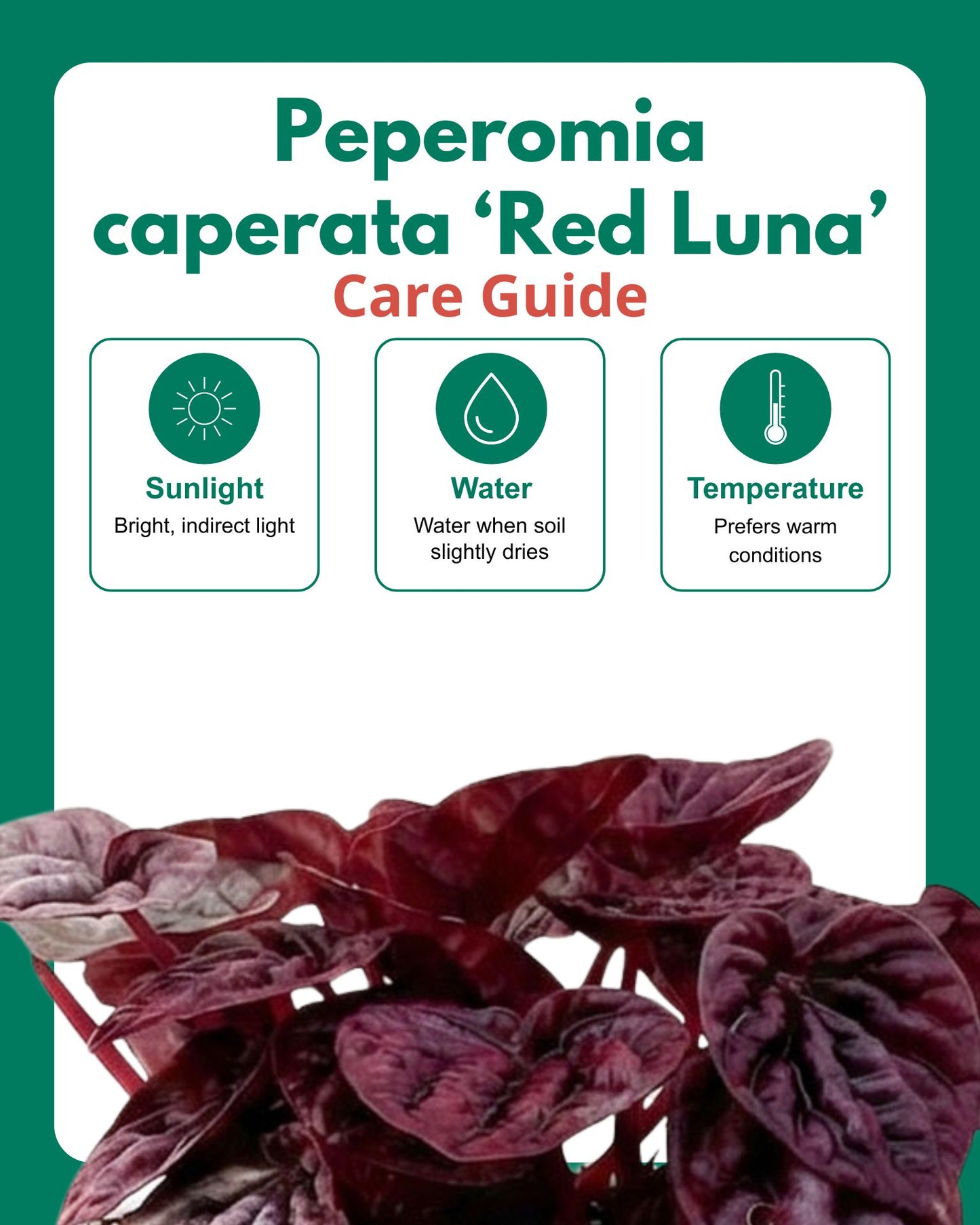 Red Luna Radiator Plant | Peperomia caperata 'Red Luna'